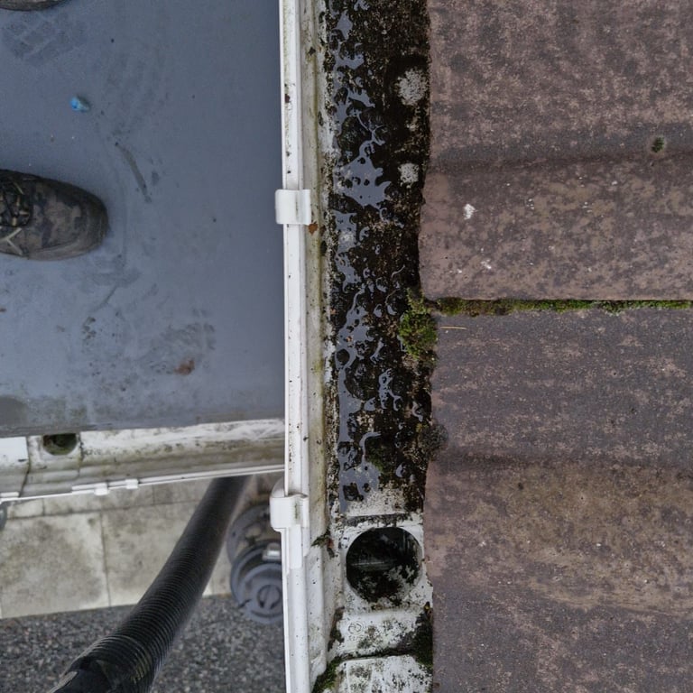 Close-up of a gutter joint showing moss and algae growth on a rain gutter with downspout connection